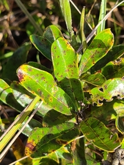 Quercus pumila