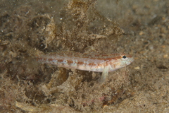 Gobius gasteveni