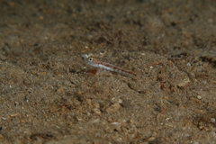 Gobius roulei