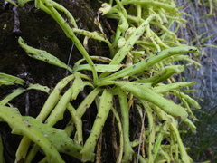 Pinguicula longifolia
