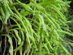 Pinguicula longifolia