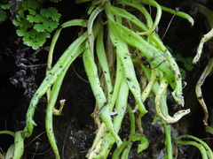 Pinguicula longifolia