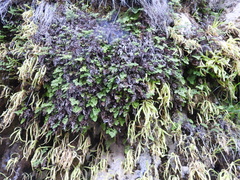 Pinguicula longifolia