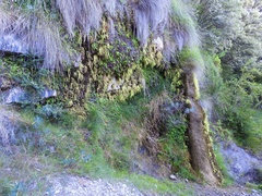 Pinguicula longifolia