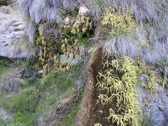 Pinguicula longifolia