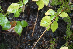 Aurantioporthe corni