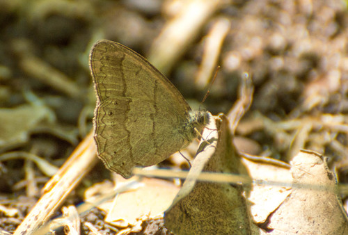 Poltys satyr