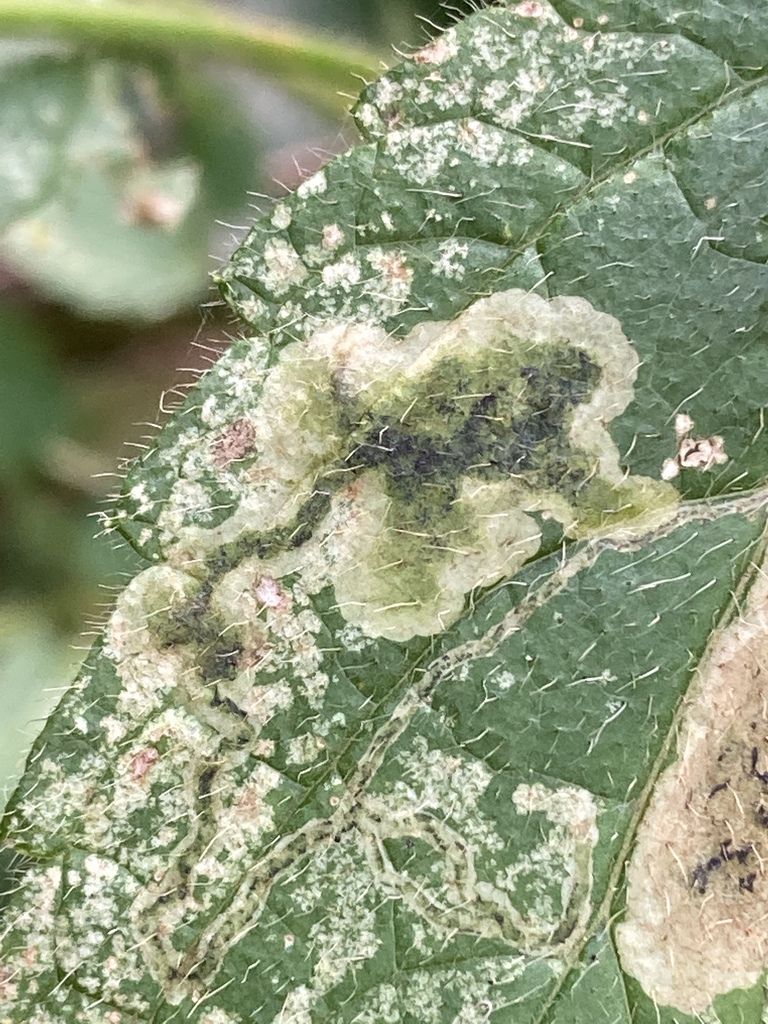 Amauromyza morionella