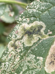 Amauromyza morionella