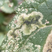 Amauromyza morionella - Photo (c) Paul Cook, algunos derechos reservados (CC BY-NC), subido por Paul Cook