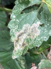 Amauromyza morionella