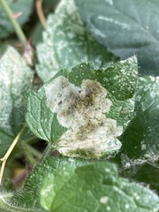 Amauromyza morionella