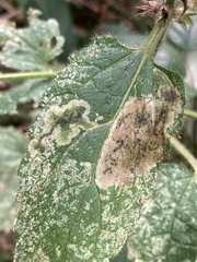 Amauromyza morionella