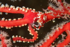 Xenocarcinus depressus