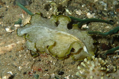 Pseudobiceros flowersi