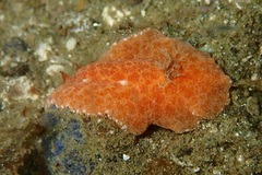 Nudipleura