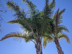 Arecaceae