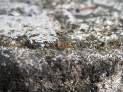 Pseudomyrmex