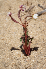 Chylismia claviformis claviformis