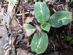 Stenorrhynchos albidomaculatum