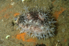 Lyncina