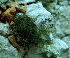 Limonium cancellatum