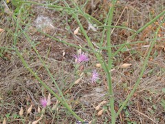Centaurea aristata
