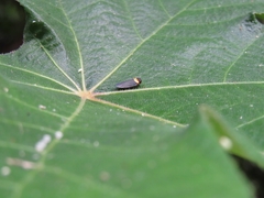 Plectoderes collaris