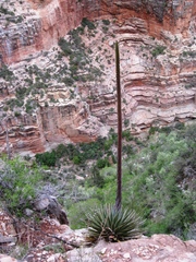 Agave utahensis kaibabensis