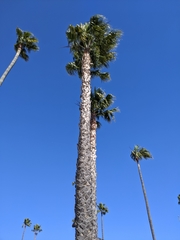 Arecaceae