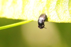 Discomyza