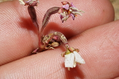 Chylismia claviformis claviformis