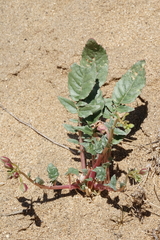 Chylismia claviformis claviformis