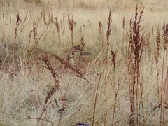 Rumex papillaris