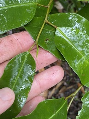 Geijera paniculata