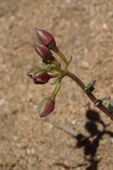 Chylismia claviformis claviformis