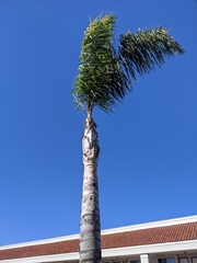 Arecaceae