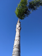 Arecaceae