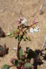 Chylismia claviformis claviformis
