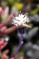 Curio radicans
