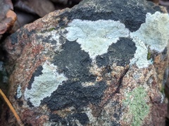 Lichenothelia