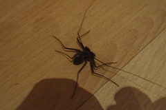 Paraphrynus laevifrons