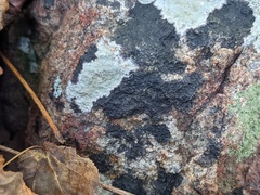 Lichenothelia