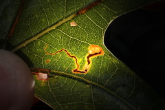 Stigmella macrocarpae