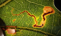 Stigmella macrocarpae
