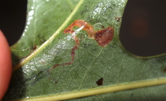 Stigmella macrocarpae