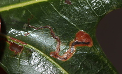 Stigmella macrocarpae