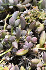 Curio radicans