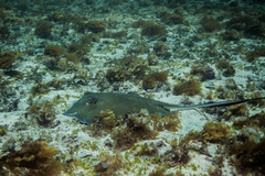 Hypanus berthalutzae