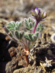 Lupinus brevicaulis